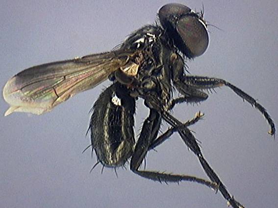 Catharosia pygmaea
